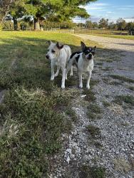 Found/Stray Male Dog last seen Spears Road, Lexington, KY 40515