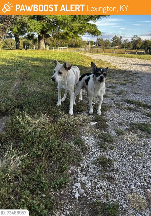Found/Stray Male Dog last seen Spears Road, Lexington, KY 40515