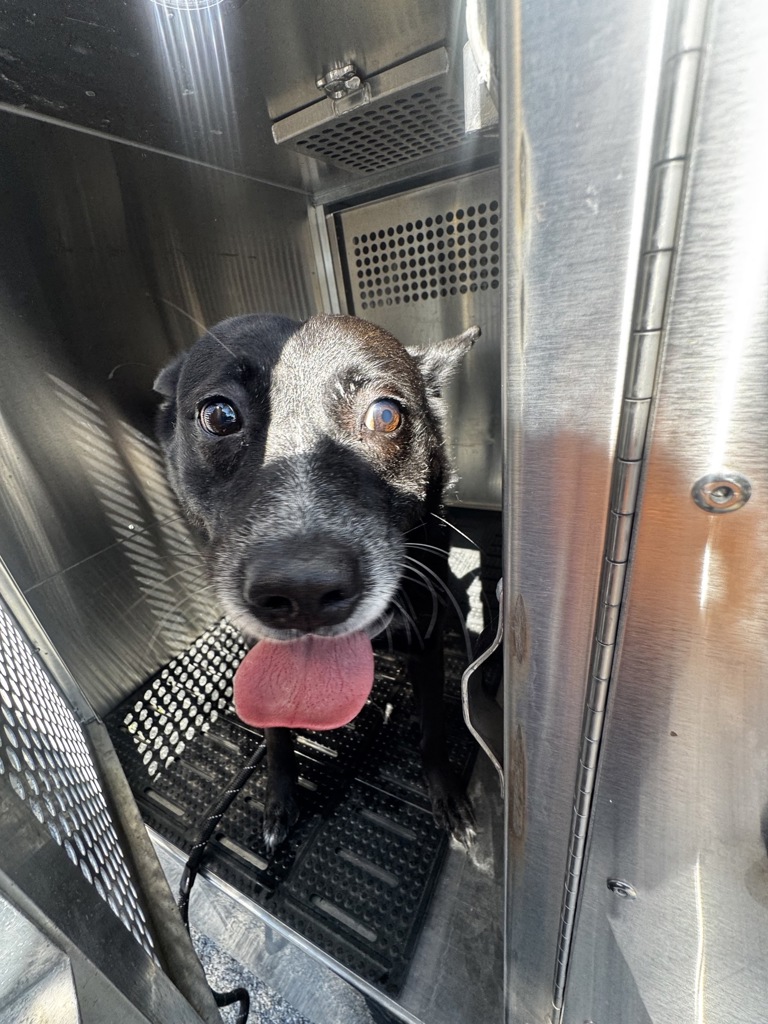 Shelter Stray Female Dog last seen Near Metric Boulevard, AUSTIN, TX, 78758, 7201 Levander Loop bldg a, Austin, TX 78702, USA