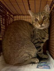 Shelter Stray Female Cat last seen Near Clearfield Drive, AUSTIN, TX, 78758, 7201 Levander Loop bldg a, Austin, TX 78702, USA