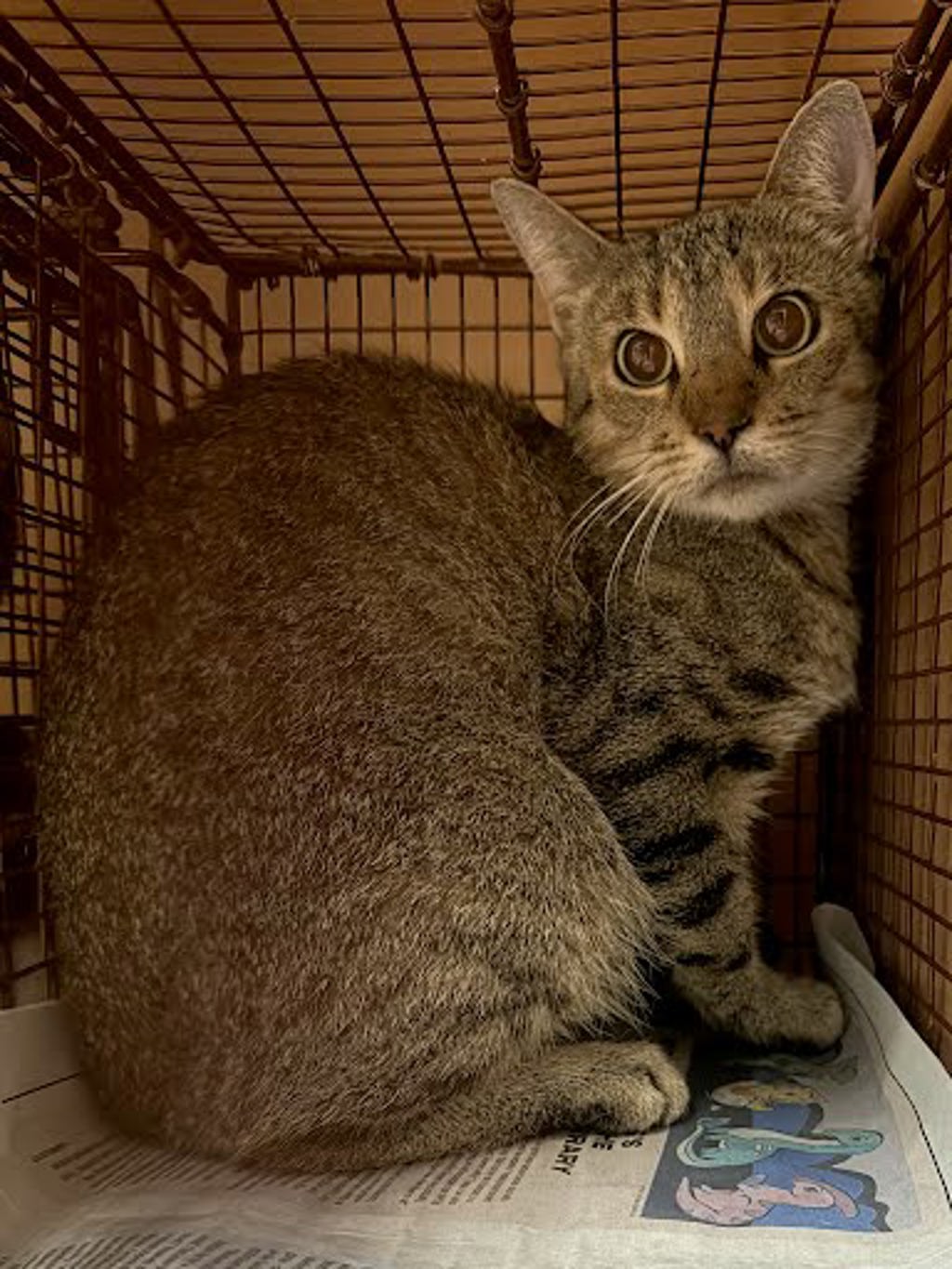Shelter Stray Female Cat last seen Near Clearfield Drive, AUSTIN, TX, 78758, 7201 Levander Loop bldg a, Austin, TX 78702, USA