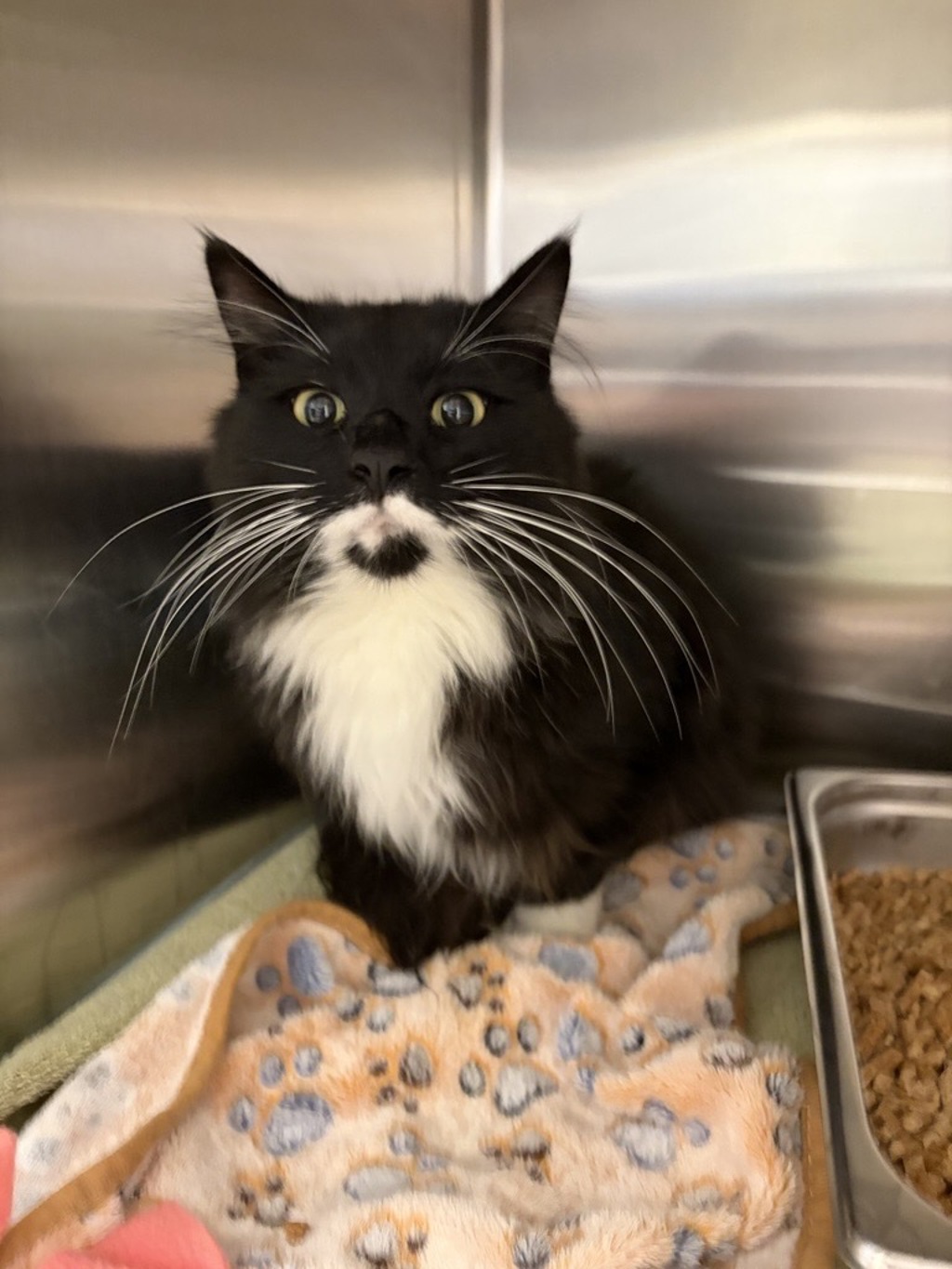 Shelter Stray Male Cat last seen Near Marketplace Drive, GREAT FALLS, MT, 59406, 1010 25th Ave NE, Great Falls, MT 59404, USA