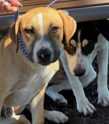 Shelter Stray Unknown Dog last seen Near Loyola Lane, AUSTIN, TX, 78724, 7201 Levander Loop bldg a, Austin, TX 78702, USA