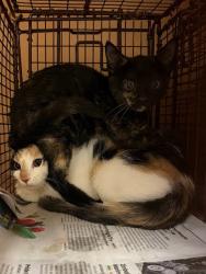Shelter Stray Female Cat last seen Near Clearfield Drive, AUSTIN, TX, 78758, 7201 Levander Loop bldg a, Austin, TX 78702, USA