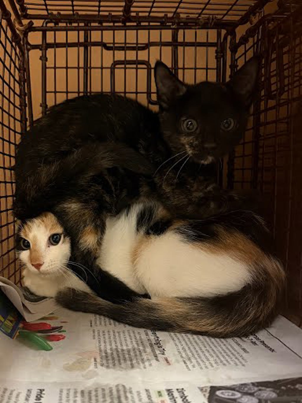 Shelter Stray Female Cat last seen Near Clearfield Drive, AUSTIN, TX, 78758, 7201 Levander Loop bldg a, Austin, TX 78702, USA