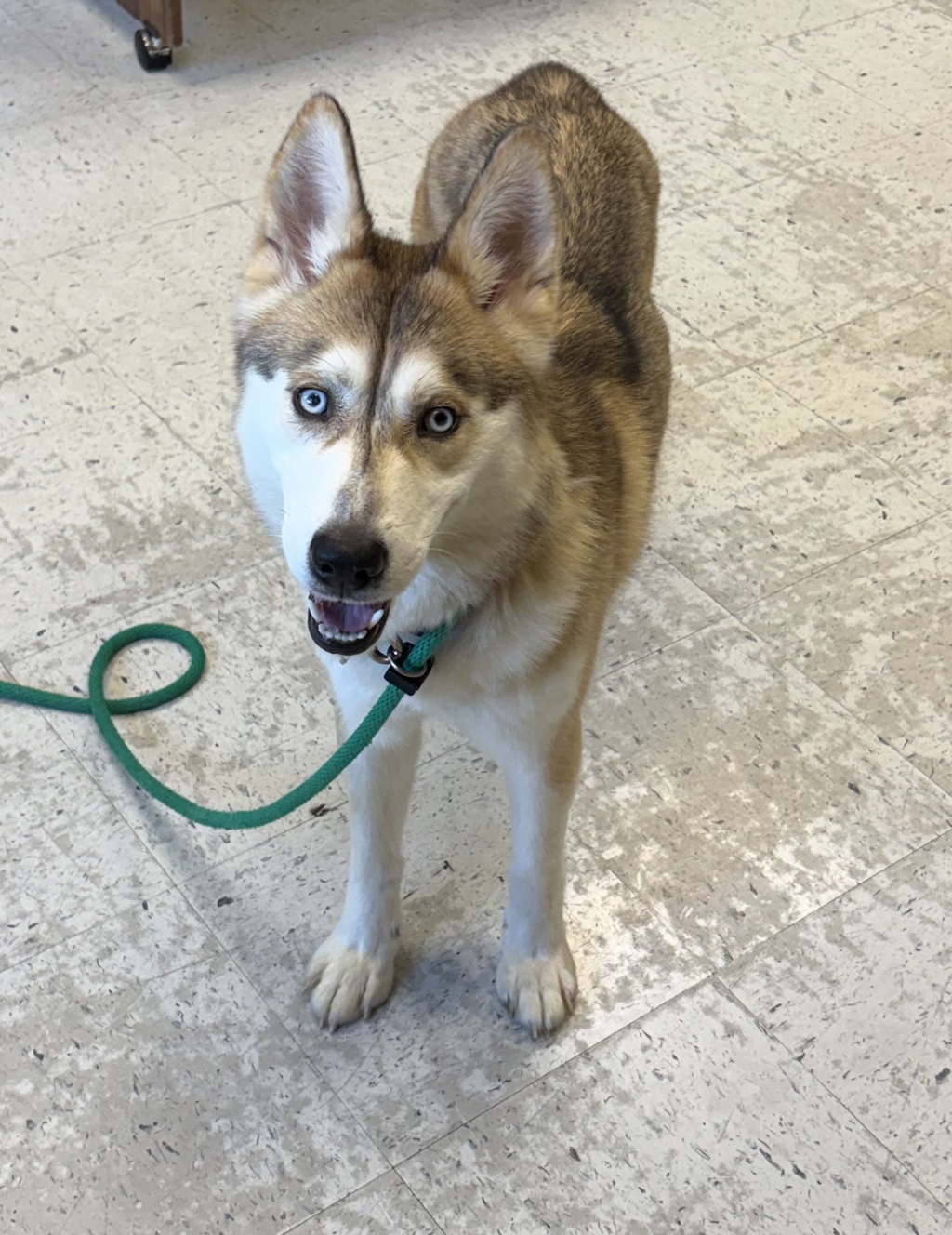 Shelter Stray Female Dog last seen Near N Redwood Road, SALT LAKE CITY, UT, 84116, 511 W 3900 S, Salt Lake City, UT 84123, USA