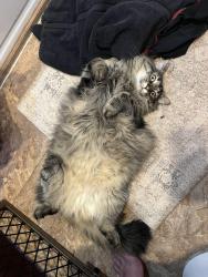 Lost Male Cat last seen Lower Falls Road, Saint Albans, WV 25177