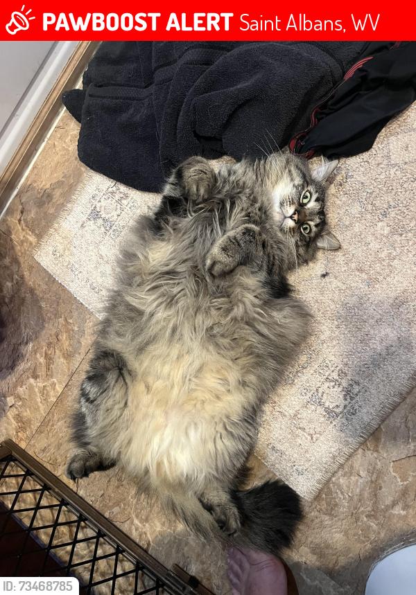 Lost Male Cat last seen Lower Falls Road, Saint Albans, WV 25177