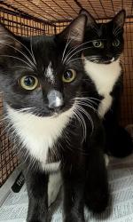 Shelter Stray Female Cat last seen Near Minda Drive, AUSTIN, TX, 78758, 7201 Levander Loop bldg a, Austin, TX 78702, USA