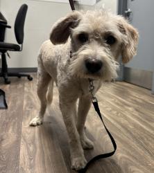 Shelter Stray Male Dog last seen Not Provided. Memorial Park, San Diego, CA, 92113, 5500 Gaines St, San Diego, CA 92110, USA