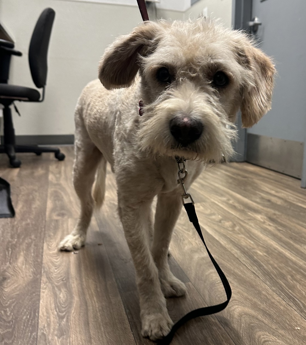 Shelter Stray Male Dog last seen Not Provided. Memorial Park, San Diego, CA, 92113, 5500 Gaines St, San Diego, CA 92110, USA