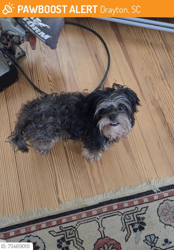 Found/Stray Male Dog last seen Spring Street, Drayton, SC 29307