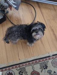 Found/Stray Male Dog last seen Spring Street, Drayton, SC 29307