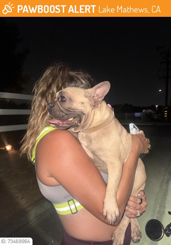 Found/Stray Female Dog last seen Scottsdale and Alder, Lake Mathews, CA 92504