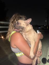 Found/Stray Female Dog last seen Scottsdale and Alder, Lake Mathews, CA 92504