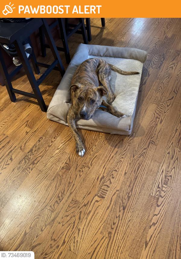 Found/Stray Male Dog last seen Hawksende Resort, Cherokee County, NC 28901