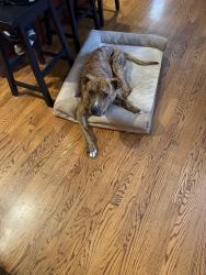 Found/Stray Male Dog last seen Hawksende Resort, Cherokee County, NC 28901