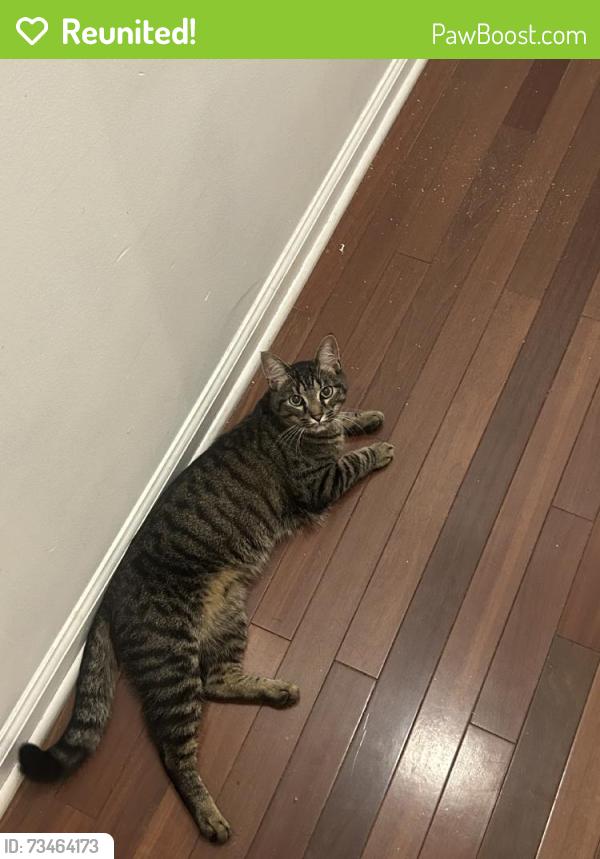 Reunited Female Cat last seen Near Rockwood Rd, Newtown Square, PA 19073, USA, Newtown Square, PA 19073