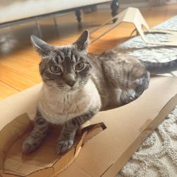 Reunited Male Cat last seen Woodway Circle near Saint Elizabeth Ann Seton (SEAS), Anchorage, AK 99516