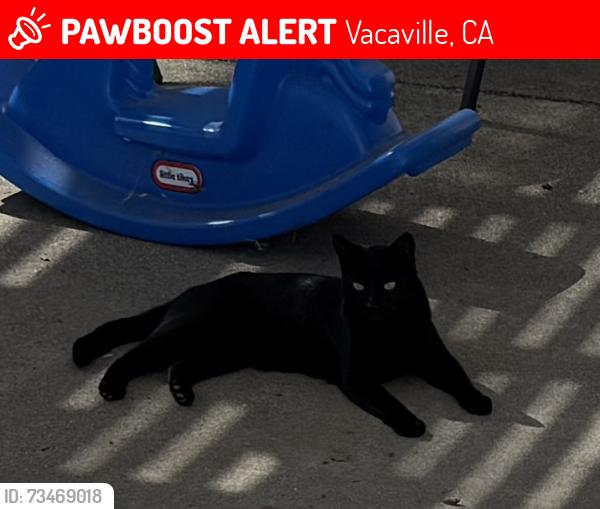 Lost Female Cat last seen Hamilton Dr, Vacaville, CA 95687