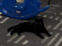 Lost Female Cat last seen Hamilton Dr, Vacaville, CA 95687