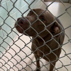 Shelter Stray Male Dog last seen , 1244 N Delsea Dr, Vineland, NJ 08360, USA