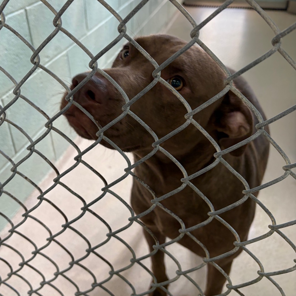 Shelter Stray Male Dog last seen , 1244 N Delsea Dr, Vineland, NJ 08360, USA