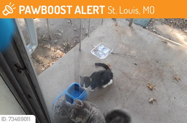 Found/Stray Female Cat last seen Coburg Lands Dr., St. Louis, MO 63137
