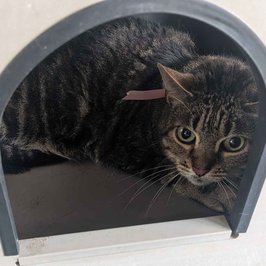 Shelter Stray Female Cat last seen , 3607 N Armenia Ave, Tampa, FL 33607, USA