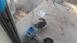 Found/Stray Female Cat last seen Coburg Lands Dr., St. Louis, MO 63137