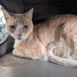 Shelter Stray Male Cat last seen , 3607 N Armenia Ave, Tampa, FL 33607, USA