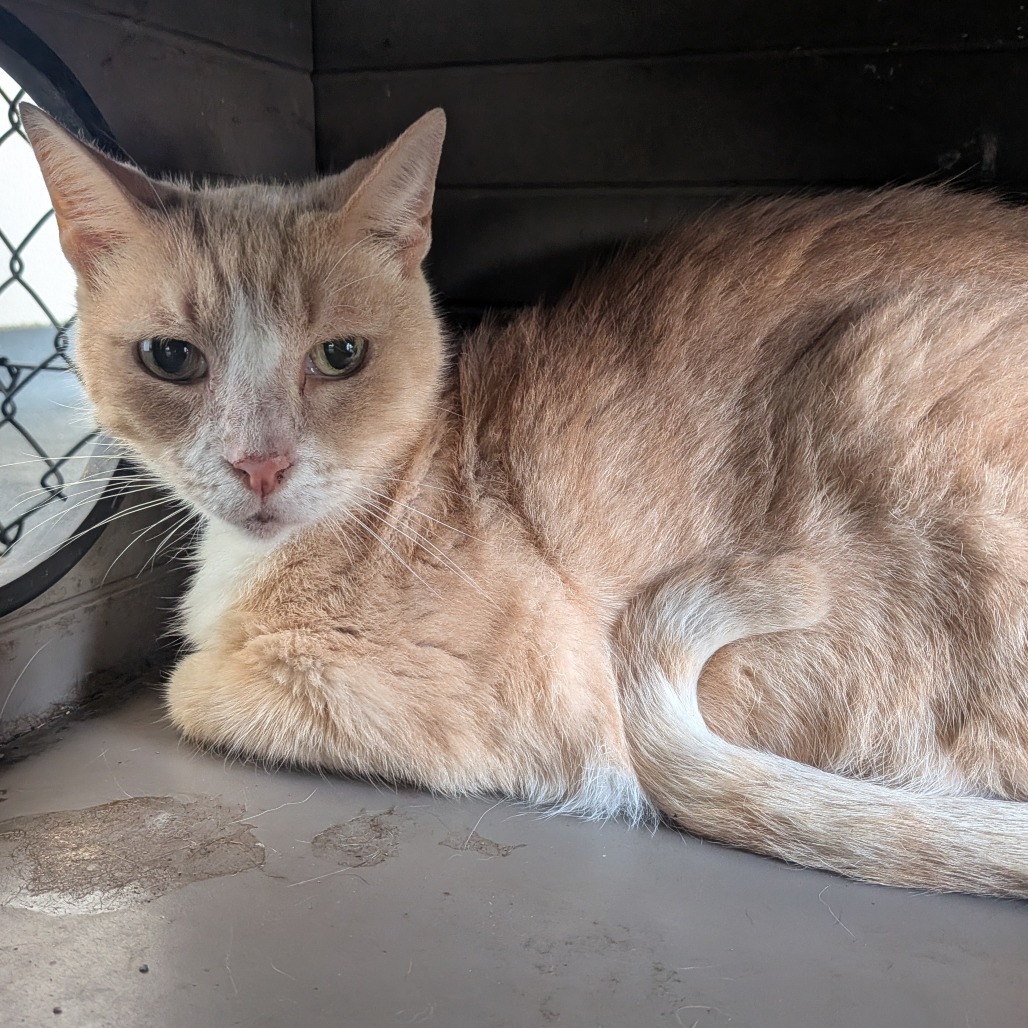 Shelter Stray Male Cat last seen , 3607 N Armenia Ave, Tampa, FL 33607, USA