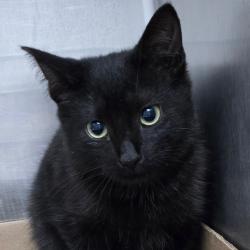 Shelter Stray Unknown Cat last seen , 124 Evergreen Ave, Newark, NJ 07114, USA
