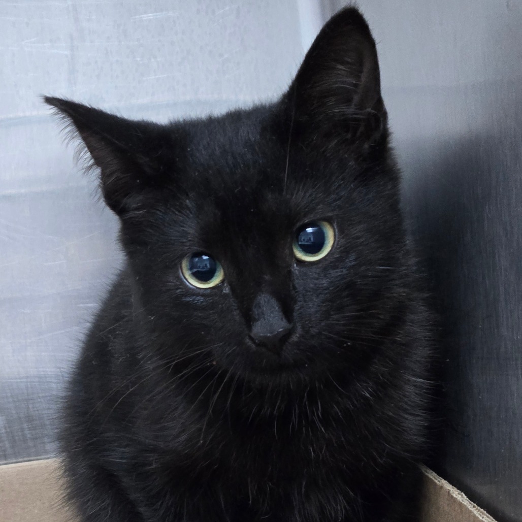 Shelter Stray Unknown Cat last seen , 124 Evergreen Ave, Newark, NJ 07114, USA
