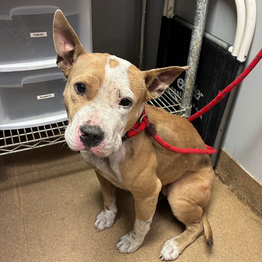 Shelter Stray Female Dog last seen , 4500 N Access Rd, Chattanooga, TN 37415, USA