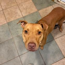 Shelter Stray Female Dog last seen , 4500 N Access Rd, Chattanooga, TN 37415, USA