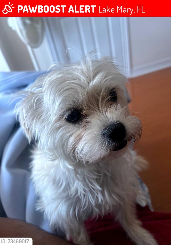 Lost Female Dog last seen W Lake Mary Blvd & Greenwood Blvd, Lake Mary, FL 32746
