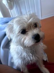 Lost Female Dog last seen W Lake Mary Blvd & Greenwood Blvd, Lake Mary, FL 32746