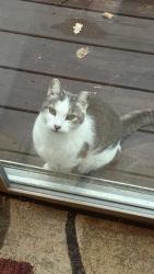 Found/Stray Female Cat last seen CR 42 and CR9, Zimmerman, MN 55398