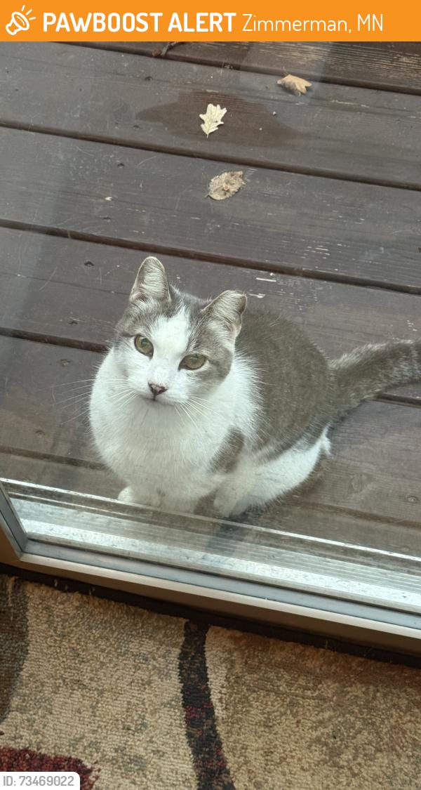 Found/Stray Female Cat last seen CR 42 and CR9, Zimmerman, MN 55398