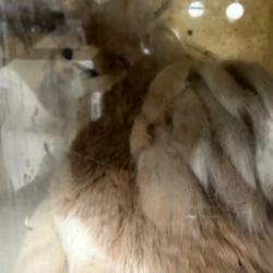 Shelter Stray Female Cat last seen , Animal Care & Control Team of Philly, 111 W Hunting Park Ave, Philadelphia, PA 19140, USA