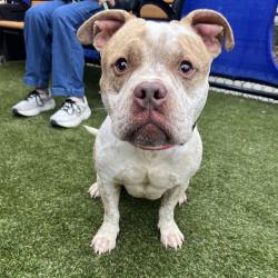 Shelter Stray Male Dog last seen , Animal Care & Control Team of Philly, 111 W Hunting Park Ave, Philadelphia, PA 19140, USA