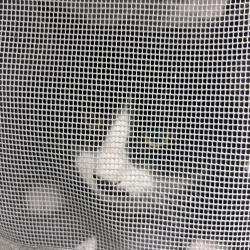 Shelter Stray Unknown Cat last seen , Animal Care & Control Team of Philly, 111 W Hunting Park Ave, Philadelphia, PA 19140, USA