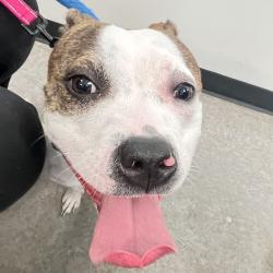Shelter Stray Unknown Dog last seen , Animal Care & Control Team of Philly, 111 W Hunting Park Ave, Philadelphia, PA 19140, USA