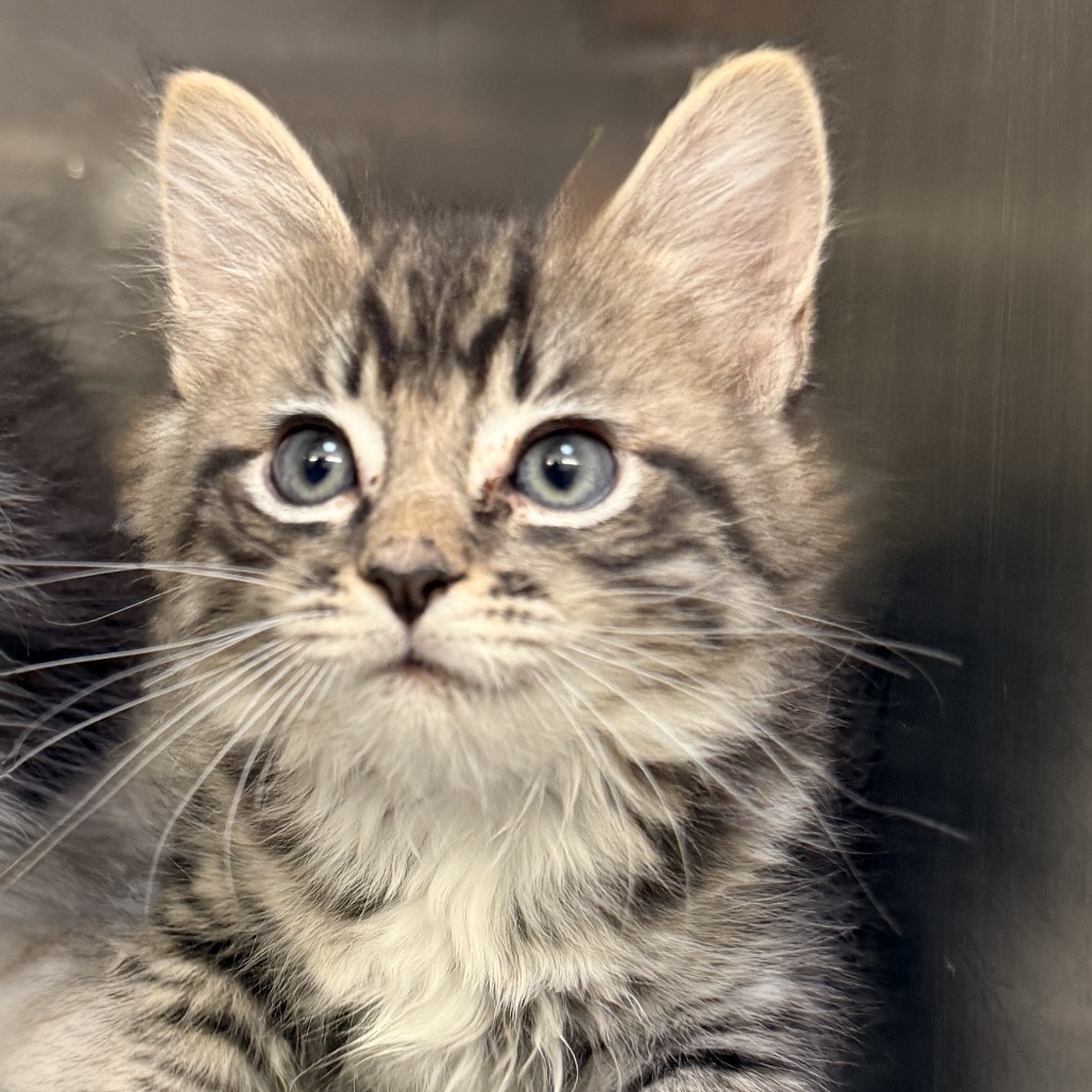 Shelter Stray Male Cat last seen , 4575 E Mesquite Ave, Palm Springs, CA 92264, USA
