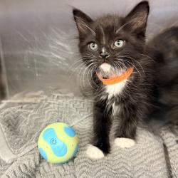Shelter Stray Male Cat last seen , 4575 E Mesquite Ave, Palm Springs, CA 92264, USA
