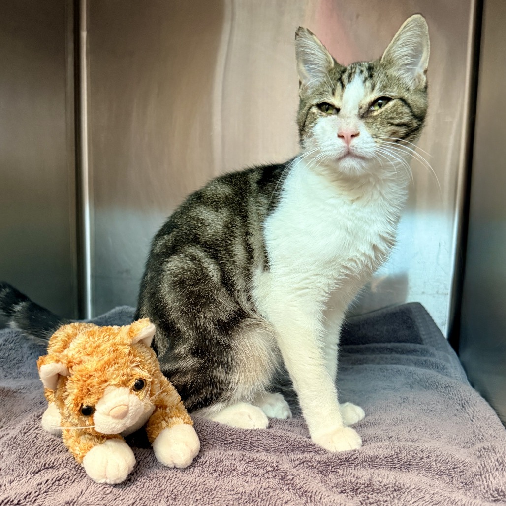 Shelter Stray Male Cat last seen , 4575 E Mesquite Ave, Palm Springs, CA 92264, USA