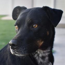 Shelter Stray Female Dog last seen , 3173 K-68 Hwy, Ottawa, KS 66067, USA