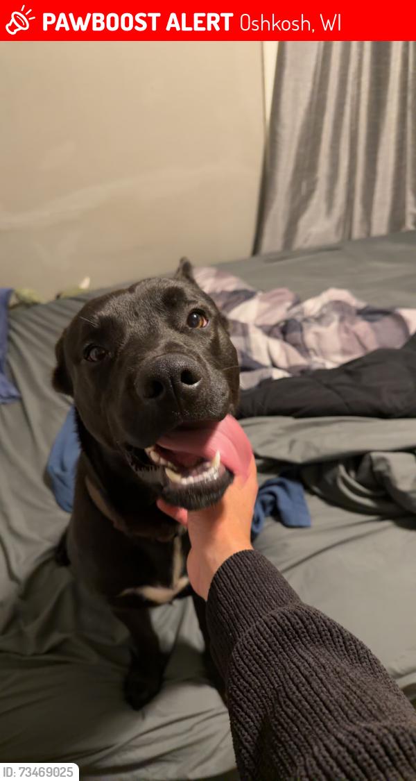 Lost Male Dog last seen Fulton ave and Mount Vernon st, Oshkosh, WI 54901