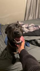 Lost Male Dog last seen Fulton ave and Mount Vernon st, Oshkosh, WI 54901
